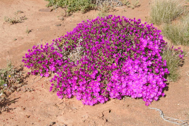 OneStonedCrow: The Desert In Flower - Part 1